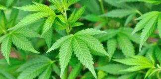 Close up of vibrant green cannabis leaves