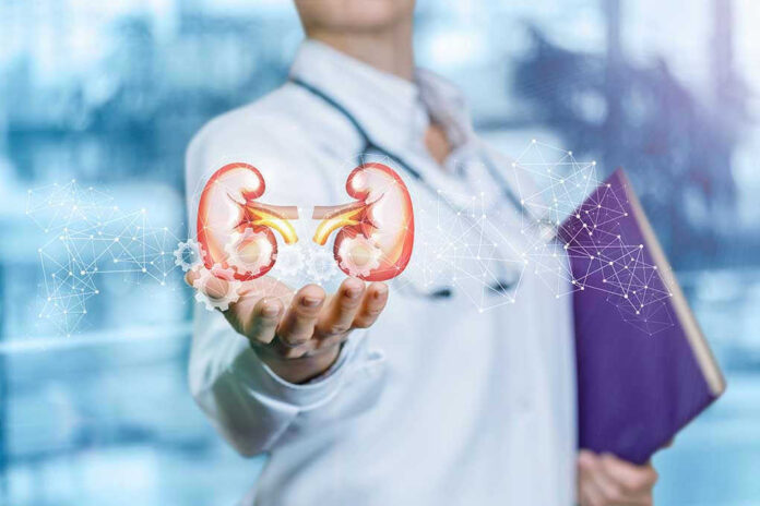 Person holding digital kidney illustration in hand