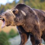 Fake Bear Attack Masks Darker Crime A grizzly bear roaring in a natural setting
