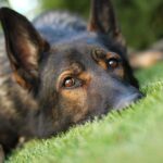 Close up of a dog resting on green grass