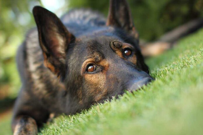 Close up of a dog resting on green grass