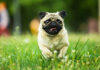 Pug running in grassy field