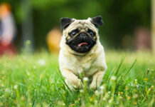 “Dogs Or Muslims”? Congressman Ignites Firestorm Pug running in grassy field