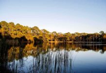 Lake with tall grasses and pine trees reflected at sunset