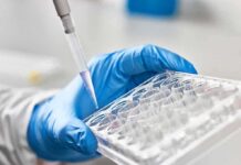 Injectable Scaffold Helps Repair Stroke Damage Gloved hand holding a multiwell plate as a pipette dispenses liquid